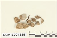 藏品(羊角衣屬)的圖片